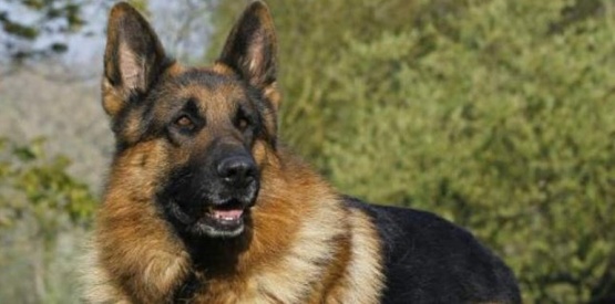 Un hombre descuartizó al perro de su ex novia por venganza