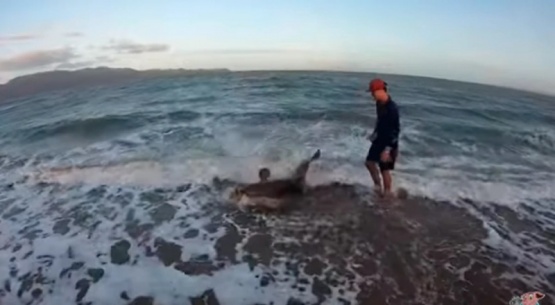 Pensaron que estaban pescando un pequeño tiburón y resultó ser un animal más grande